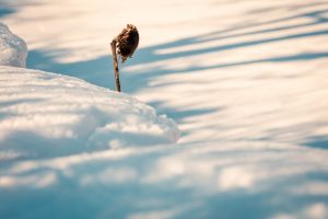 Sonnenblume im Schnee