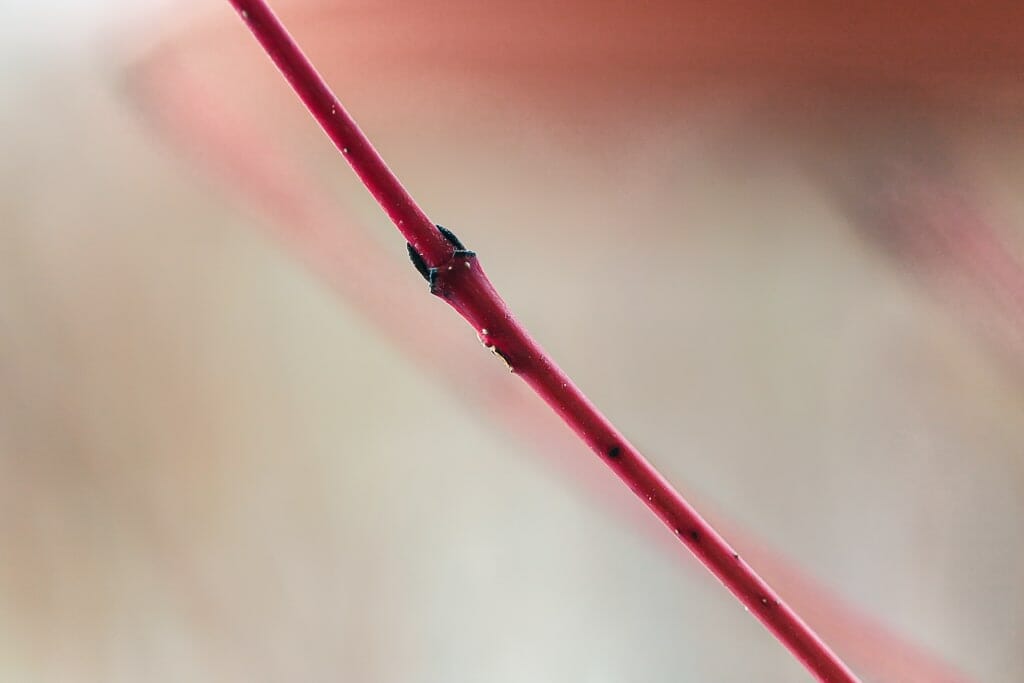 Hartriegel Ast im Winter