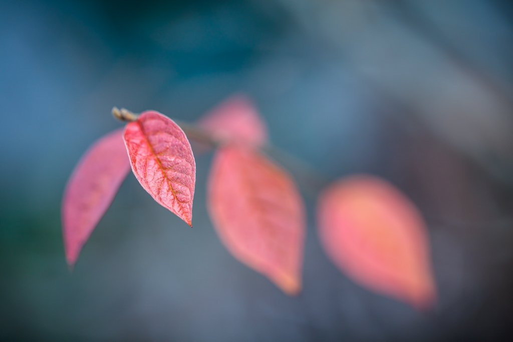 rot gefärbte Herbstblätter